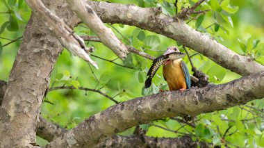 Leylek gagalı Kingfisher büyük bir yılan başlı balık yakındaki ağaç dalına uçar ve yutmaya hazır..