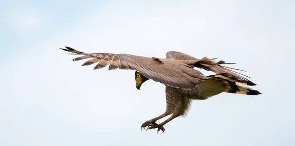 Aterrizaje Águila Serpiente Crestada Momento Antes Foto Captura Piernas Afiladas — Foto de Stock