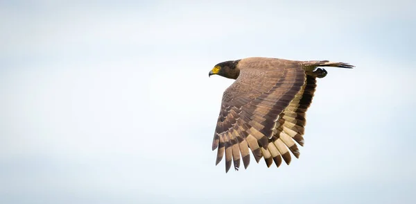 Águila Serpiente Crestada Vuelo Contra Los Cielos Despejados Vista Lateral — Foto de Stock