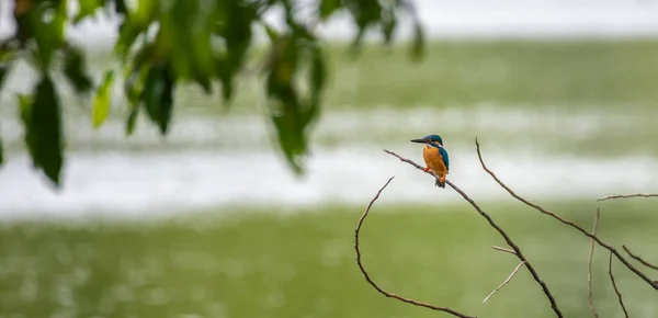 Beautiful Common Kingfisher Bird Perch Leafless Twig Freshwater Lake — Stock Photo, Image