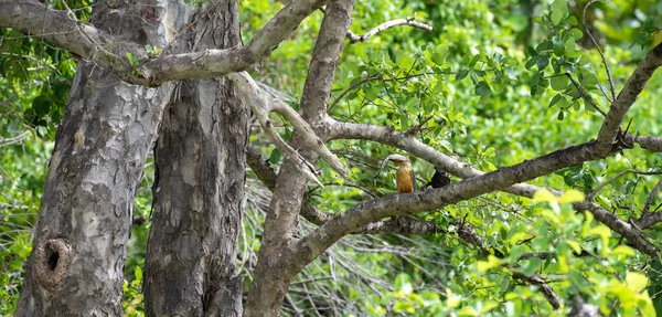 Stork Billed Kingfisher Catches Big Snakehead Fish Fly Nearby Tree — Stock Photo, Image