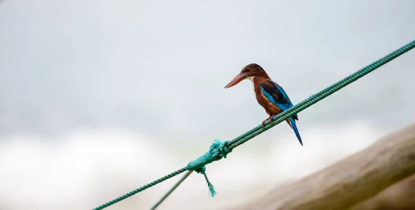 Branco Garganta Kingfisher Descansando Barco Pesca Corda Praia Close Tiro — Fotografia de Stock