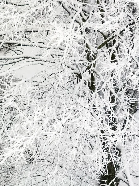 Snow Covered Winter Trees Snowstorm Seen Create Almost Black White Stock Obrázky