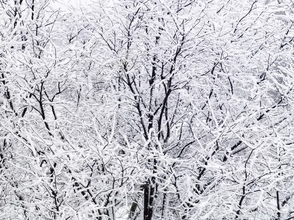 Sníh Pokryl Zimní Stromy Sněhové Bouři Vytvořit Téměř Černé Bílé Royalty Free Stock Obrázky