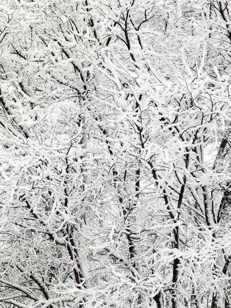 Sníh Pokryl Zimní Stromy Sněhové Bouři Vytvořit Téměř Černé Bílé Stock Fotografie