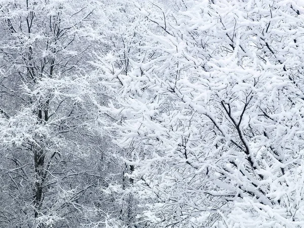 눈보라가 몰아친 나무를 눈으로 내리는 배경을 이룬다 로열티 프리 스톡 이미지