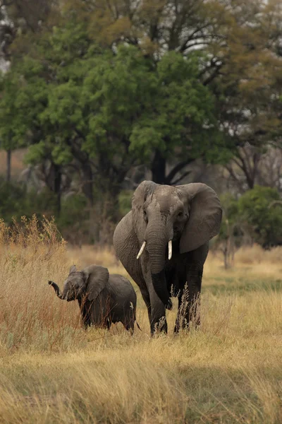 Мать-слон с детёнышем — стоковое фото