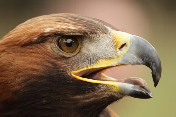 Águila real (Aquila chrysaetos) —  Fotos de Stock