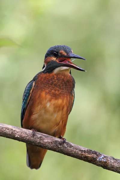 Genel Kingfisher (Alcedo at this) — Stok fotoğraf