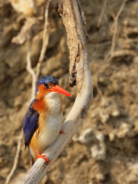 Martin-pêcheur malachite (Alcedo cristata ) — Photo