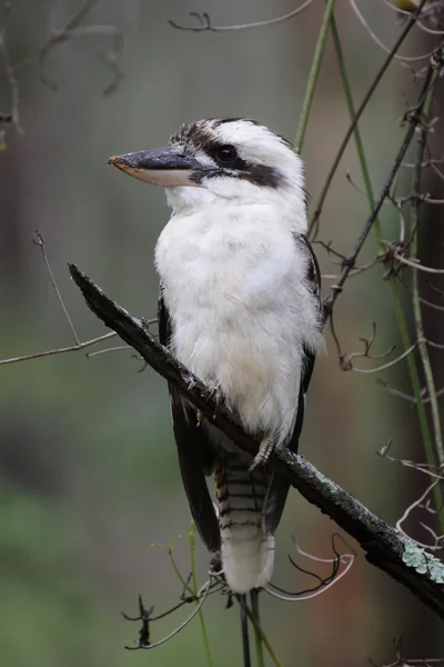 Riéndose kookaburra (Dacelo novaeguineae) —  Fotos de Stock