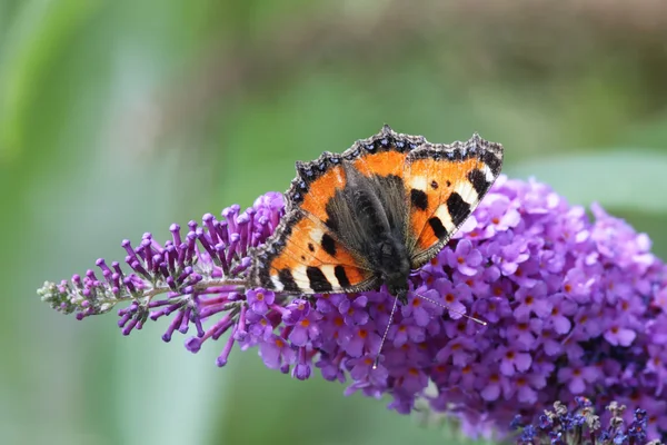 Infierno pequeño (Aglais urticae ) — Foto de Stock