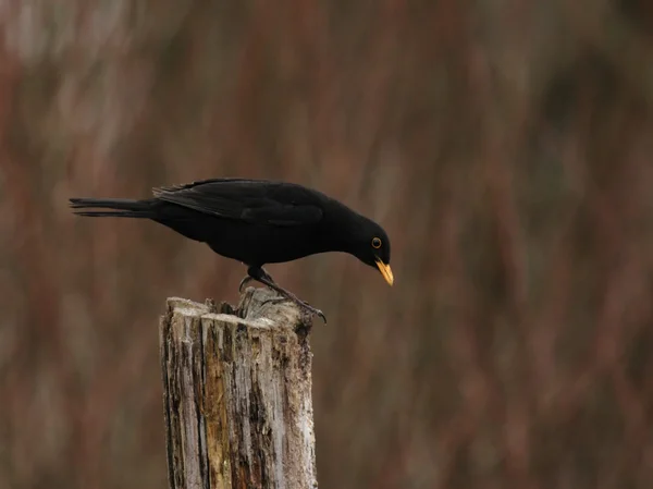 Czarniak europejski (Turdus merula) — Zdjęcie stockowe