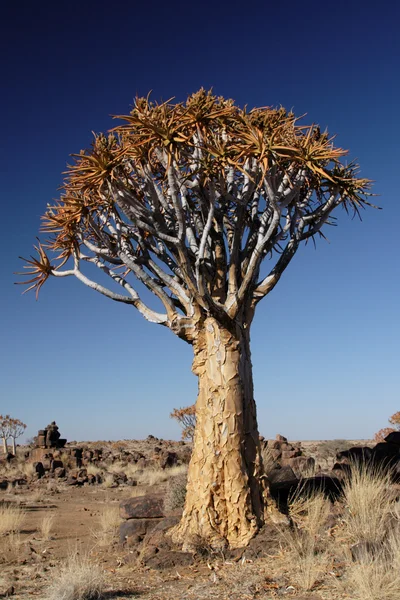 Quiver tree — Zdjęcie stockowe