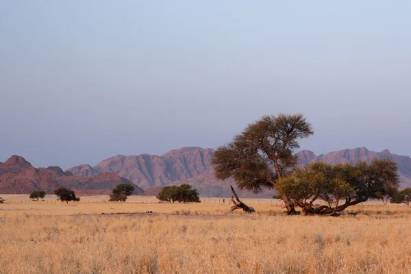 Pustynia Namib — Zdjęcie stockowe