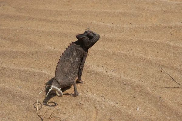 Kameleon namaqua (Chamaeleo namaquensis)) — Zdjęcie stockowe