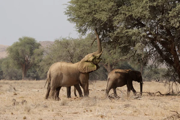 Desert Elephants — Stock Photo, Image