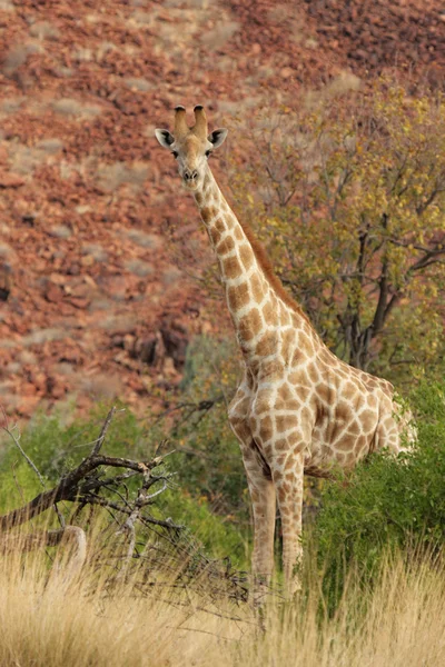 Giraff (giraffa camelopardalis) — Stockfoto