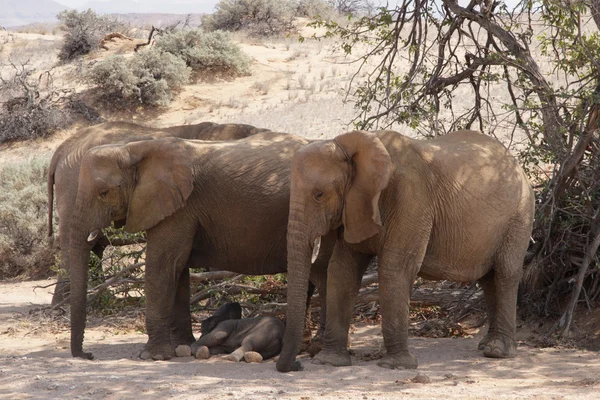 Desert Elephants — Stock Photo, Image