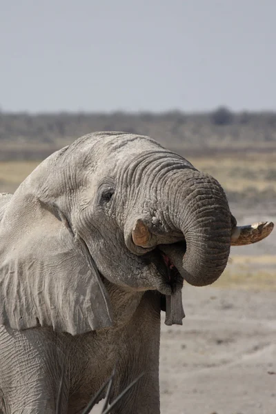 Elefante bebendo — Fotografia de Stock