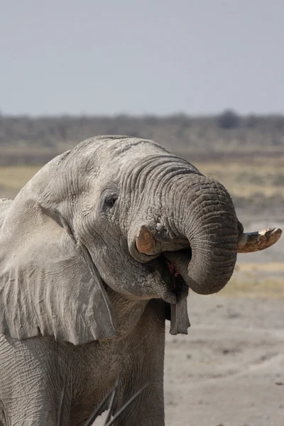 Drinken olifant — Stockfoto