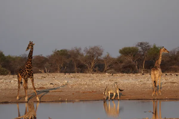 Giraffer och slätter zebra — Stockfoto