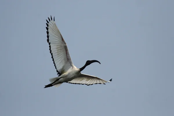 Священный ибис (threskiornis aethiopicus ) — стоковое фото