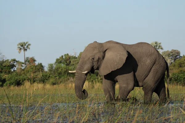 Слон (Loxodonta africana ) — стоковое фото