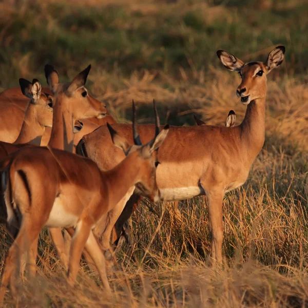 Impala (aepyceros melampus) — Foto Stock