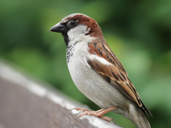 Wróbel domowy (Passer domesticus) — Zdjęcie stockowe