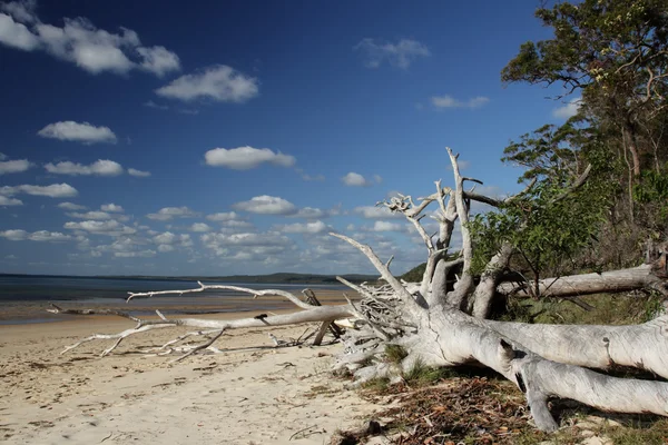 Playa en Fraser Island — Foto de Stock