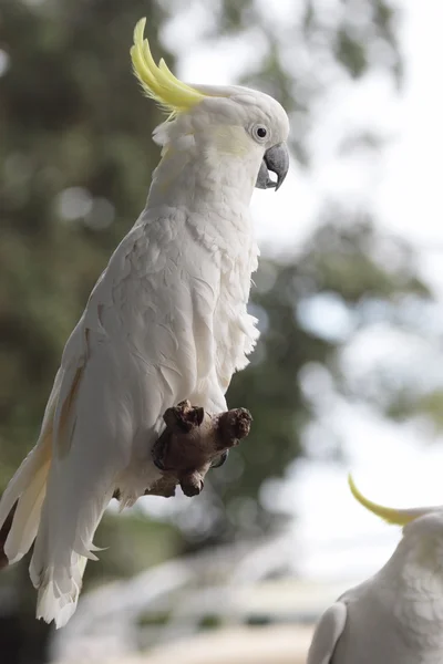 Sulphur-crested Cockatoo (Cacatua galerita) — Stock Photo, Image