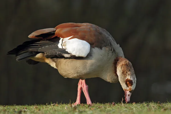 Egyptische gans (Alopochen aegyptiacus) — Stockfoto