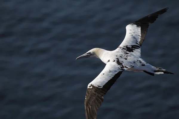 Gannet del Norte (Morus bassanus ) — Foto de Stock