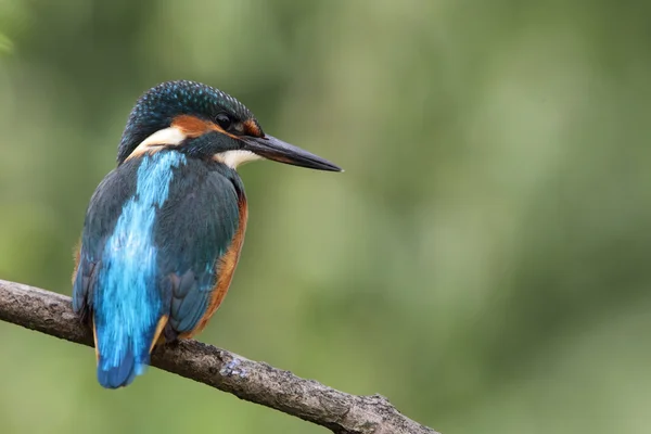 Gemensam kungsfiskare (Alcedo vid detta) — Stockfoto