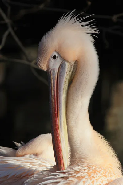 Пеликан (Pelecanus onocrotalus) ) — стоковое фото