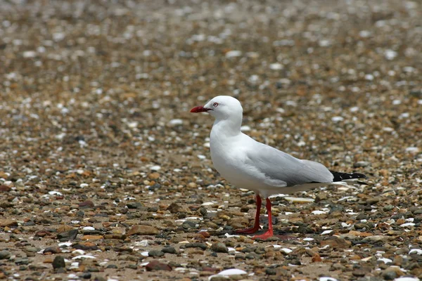 Seagull — Stock Photo, Image