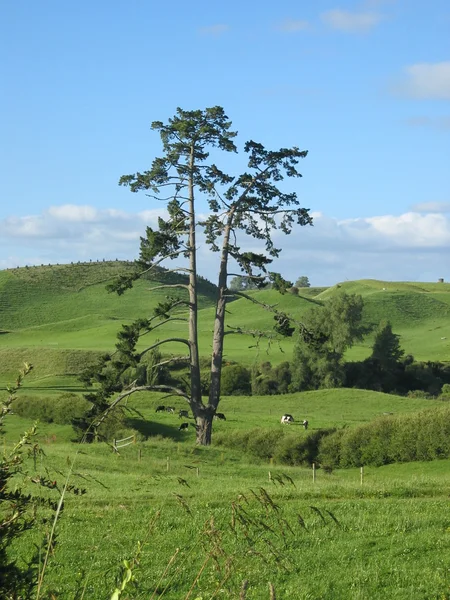 Groene heuvels van Nieuw-Zeeland — Stockfoto