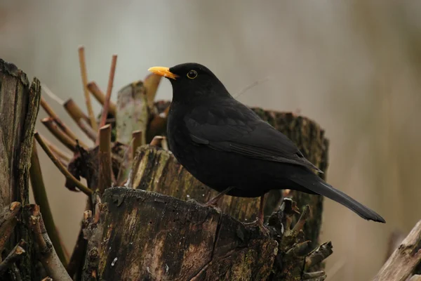 Pájaro negro europeo —  Fotos de Stock