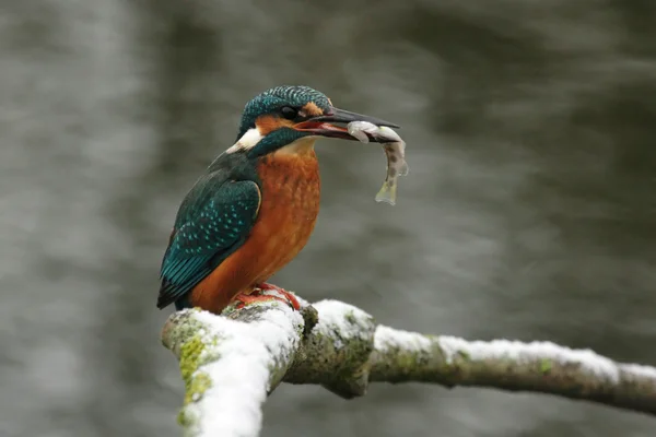 Kingfisher avec des poissons — Photo