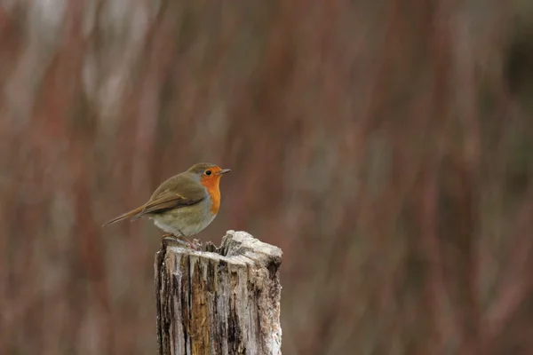 Merle d'Europe (Erithacus rubecula)) — Photo