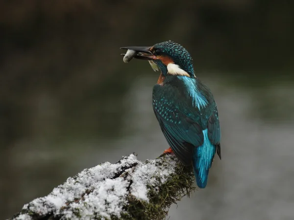 Kungsfiskare (Alcedo vid detta) — Stockfoto