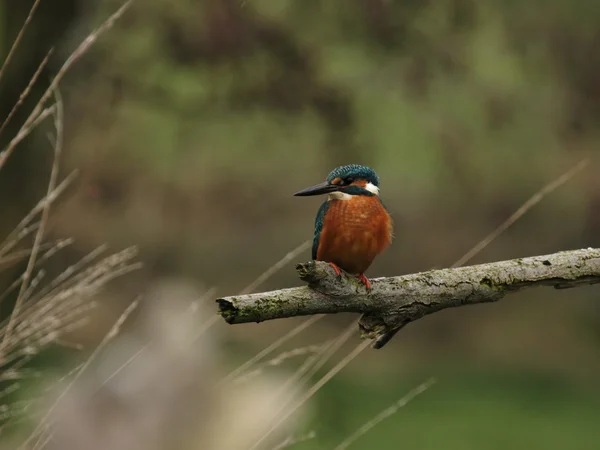 Guarda-rios (alcedo atthis) — Fotografia de Stock