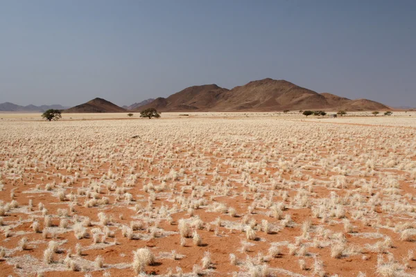 Pustynia w Namibii — Zdjęcie stockowe