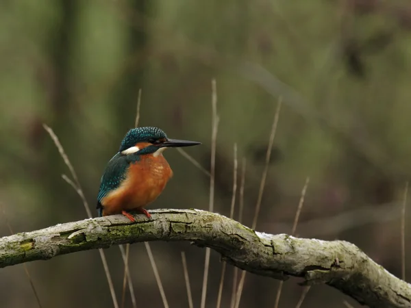 Kingfisher (Alcedo burada) — Stok fotoğraf