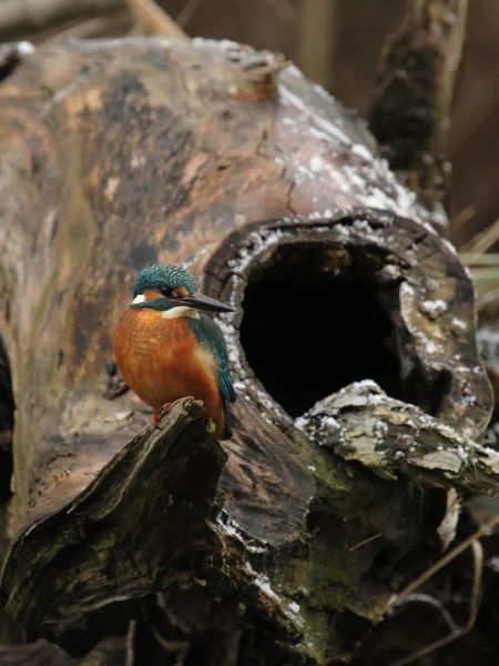 Eisvogel (Alcedo atthis)) — Stockfoto