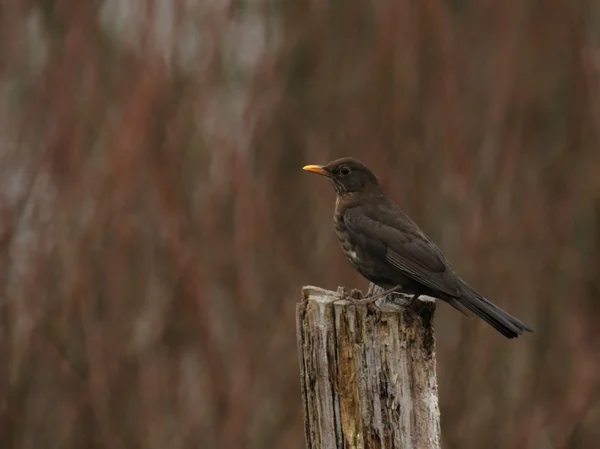 Kara Kuş — Stok fotoğraf