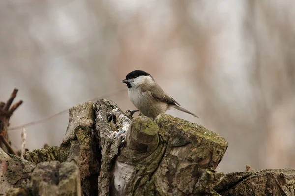 Carbonero palustre (parus palustris) — Foto de Stock