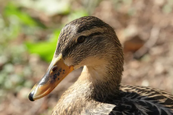 Mallard duck — Stockfoto