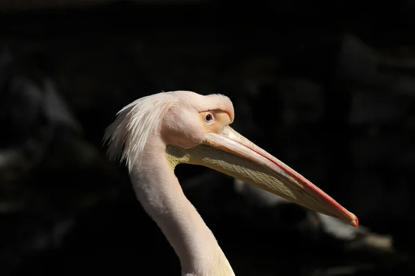 Pelikaan — Stockfoto